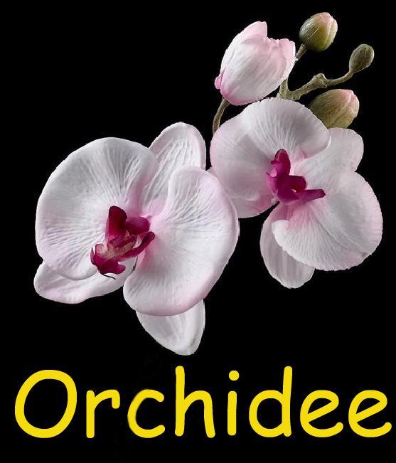 Orchidee *